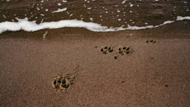 instant assessment of footprint