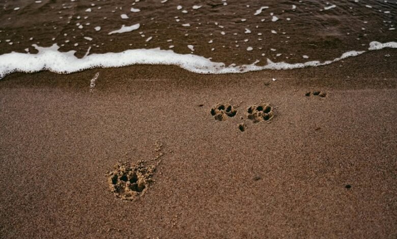 instant assessment of footprint