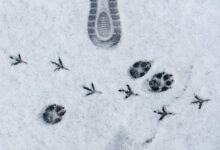 track dial footprint clearly