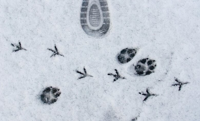 track dial footprint clearly